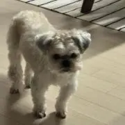 あずの画像