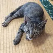 マロン