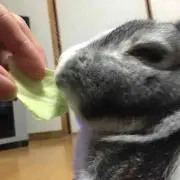 ラビラビ