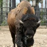 Bison bison