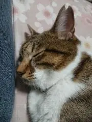 眠りのネコ屋の画像
