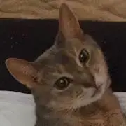 ねこ