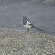 ゆた