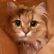 ゆうねこ