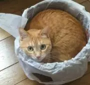 kinaの画像