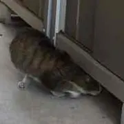 けいしゃん