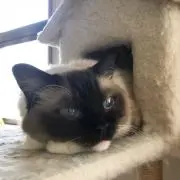 かんくるの画像