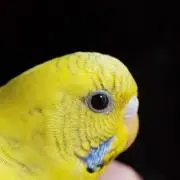 ともちゃんの画像