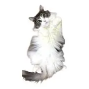 ネネの画像