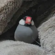 かかおもちの画像