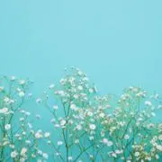 はなの画像