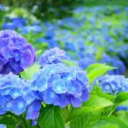 茉莉花の画像