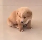 kirijinの画像