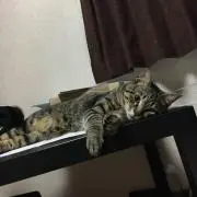 KKの画像