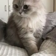 ぴんの画像