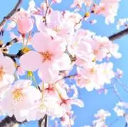 mplifeの画像