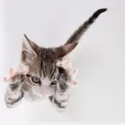ユーリの画像