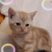 naokoの画像