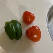 ネコ