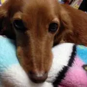 ほっちの画像