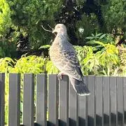 potakichiの画像