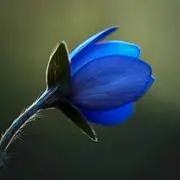 寓