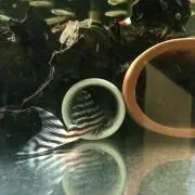 インペの画像