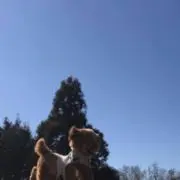しゅしゅの画像