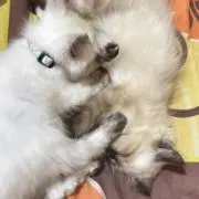 Iin ariska ningsi