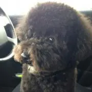 ごま