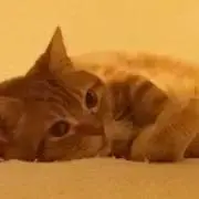 ぷいっと