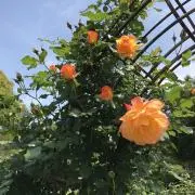 よっちゃん