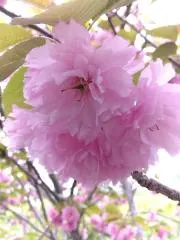 とらさんの画像
