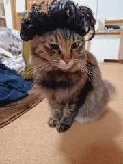 まめきち