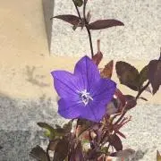 断捨離中の画像