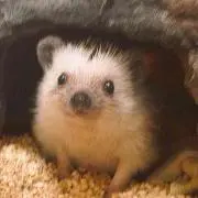 あやなの画像