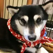 すみっこの画像
