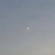 白ぶどうの画像