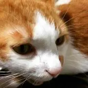 KEIKO