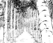 shirakaba