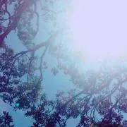 ふぁの画像