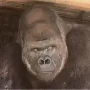 6/5〜6/7まで発送不可　きよたろうの画像