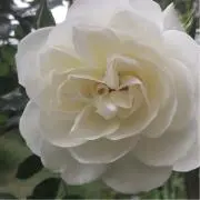 メイローズの画像