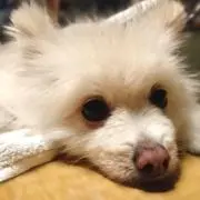 鉄火箸の画像