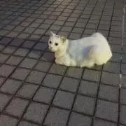 ぽーきー※プロフ確認頂けると嬉しいですの画像