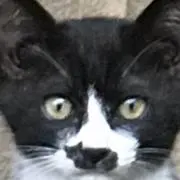 バタフライ
