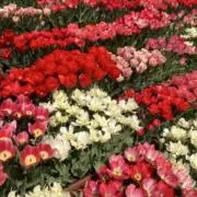 ちゃー【即購入OK】の画像