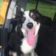シャチ丸