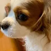 ななやんの画像