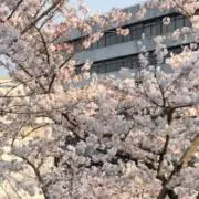 あおの画像